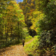 Illustration for article titled 76 Stunning Photos Of Fall Leaves
